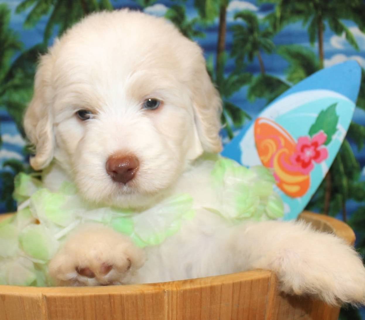 Goldendoodle Puppy Colors by Moss Creek Goldendoodles in Florida ...