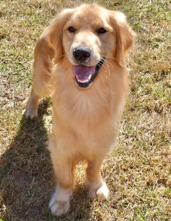 AKC Golden Retriever