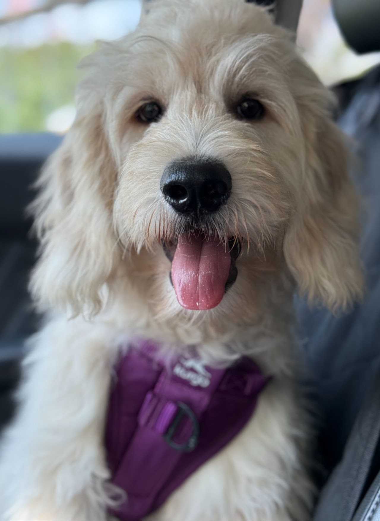 Chester