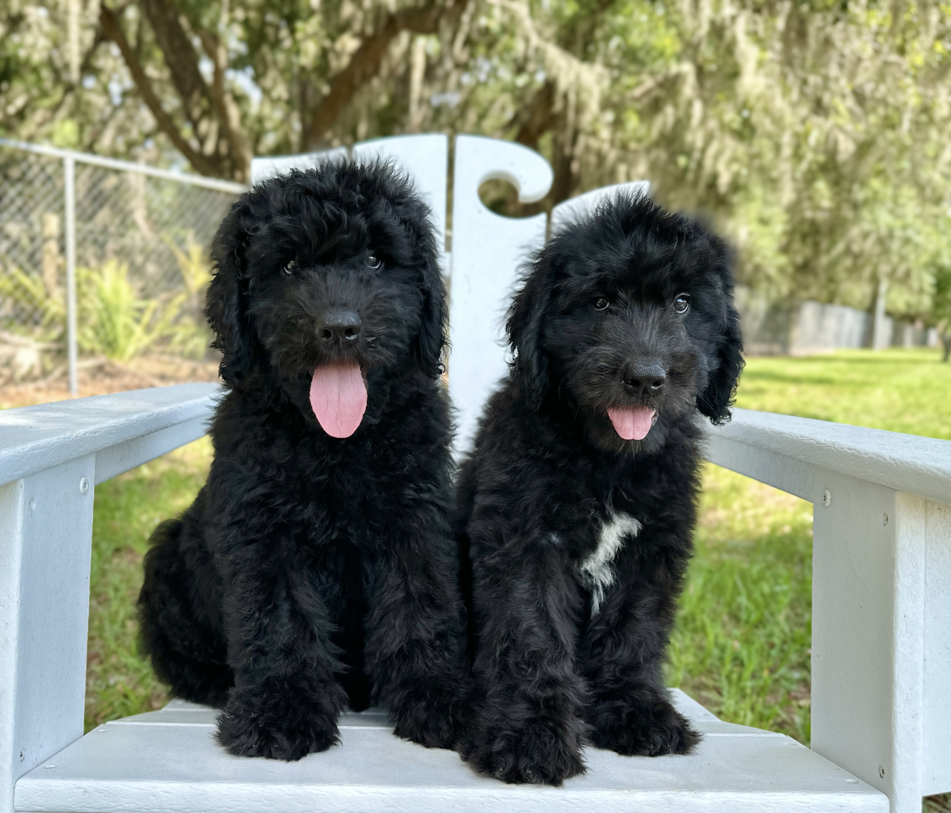 Chipper and Crockett