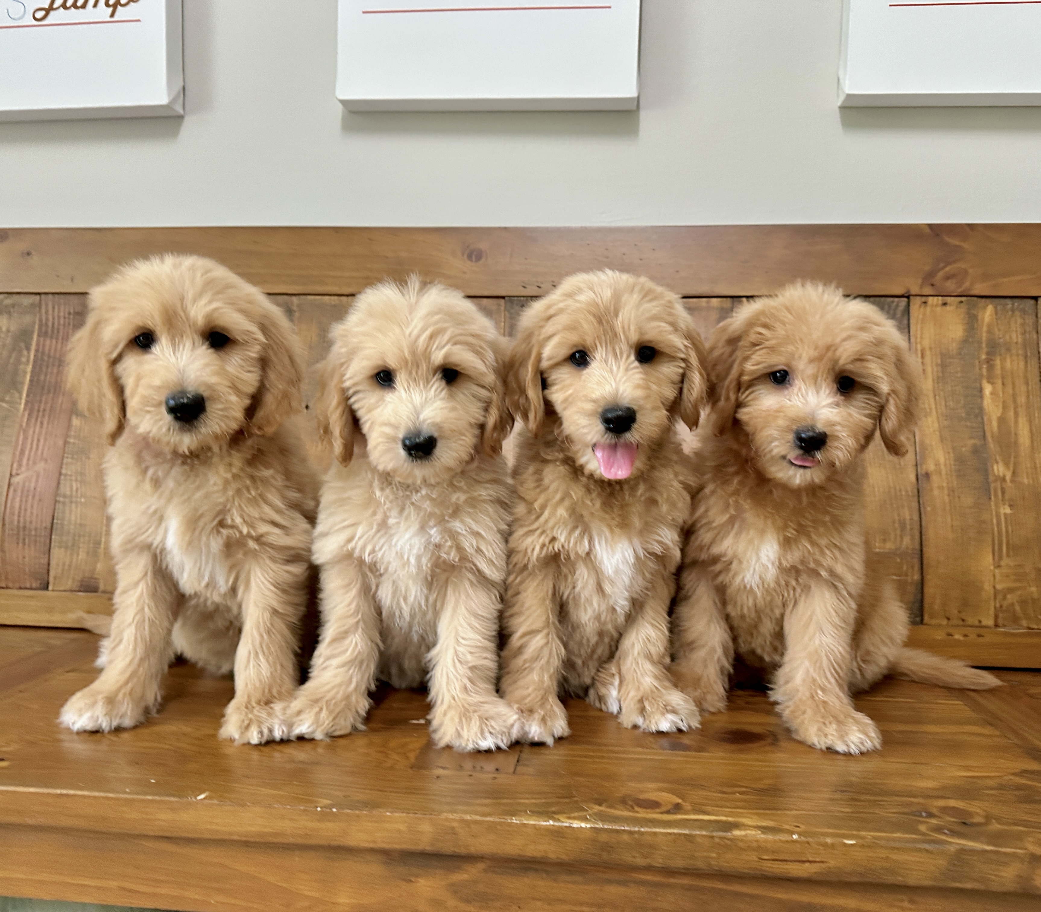 Peach, Pudding, Potato, and Pixie