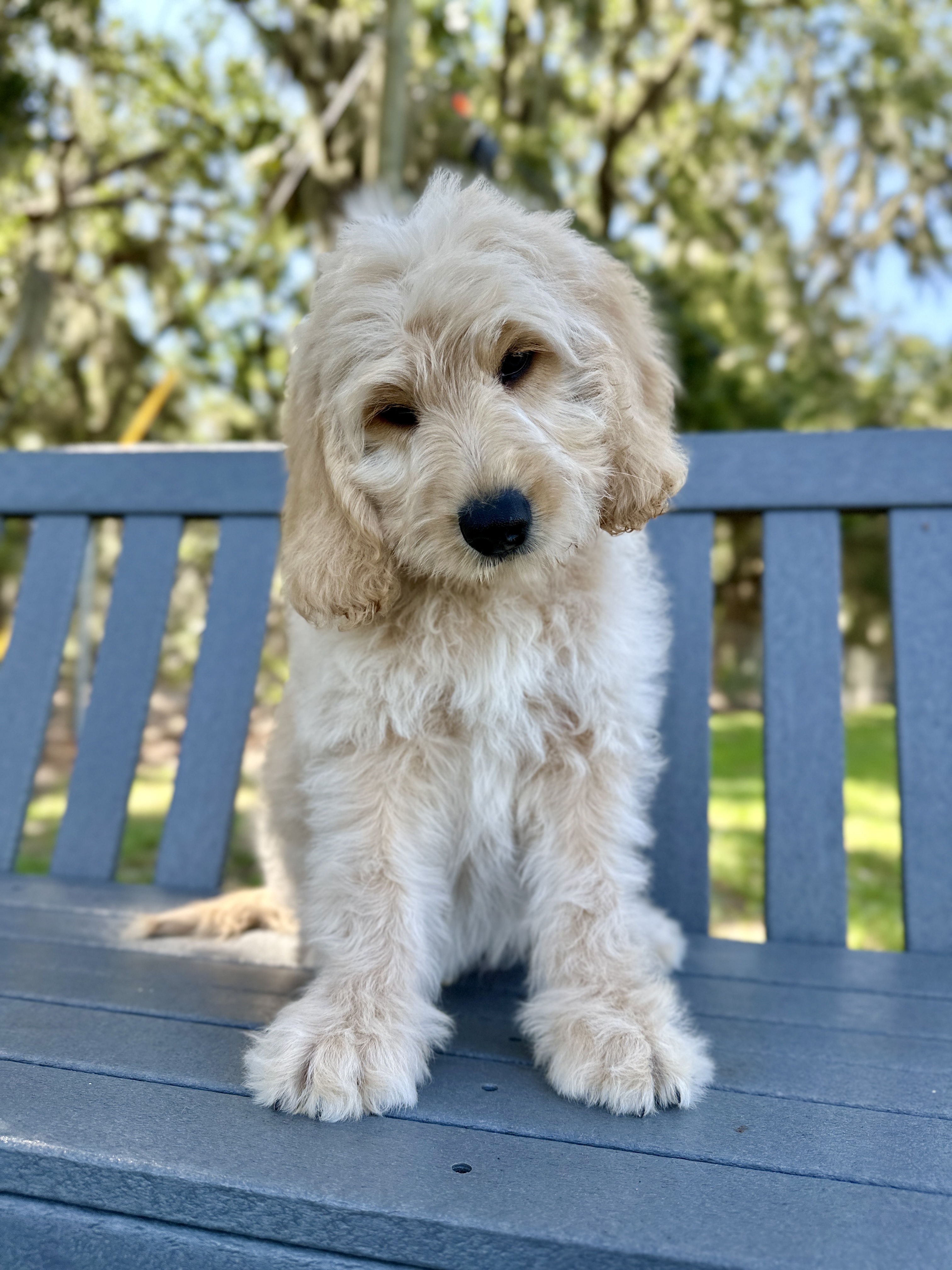 Scully