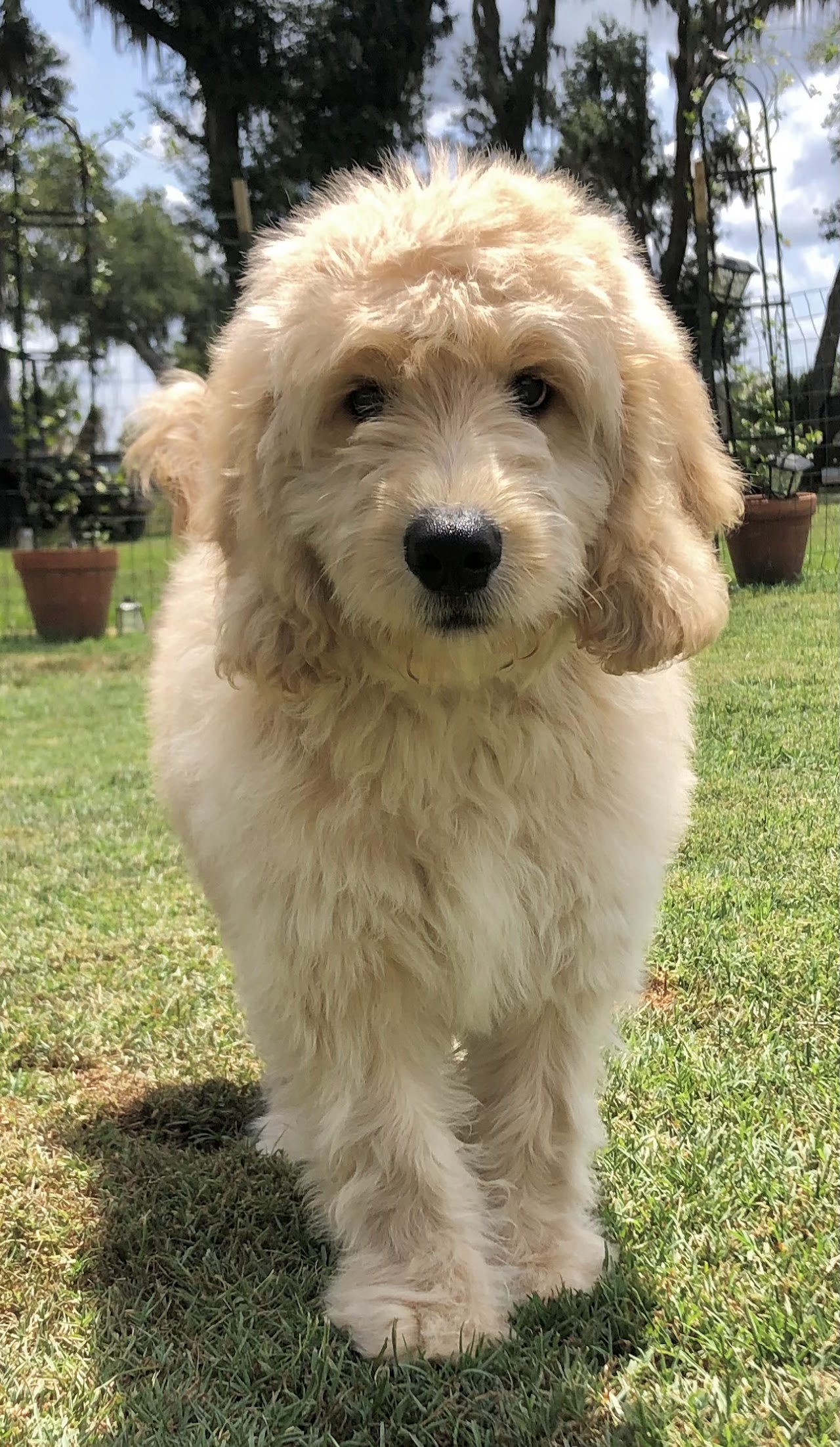 Scully